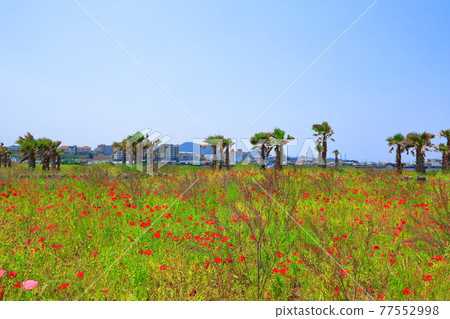濟州島海岸，海灘，大島，棕櫚樹，罌粟，鮮花， 77552998