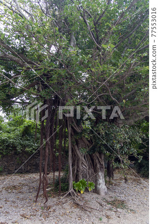 Amami archipelago, banyan tree lined with various blunt deigo trees on Kakeromajima 77553016