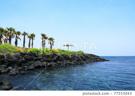 濟州島海岸，海灘，大島，棕櫚樹，罌粟，鮮花， 77553043