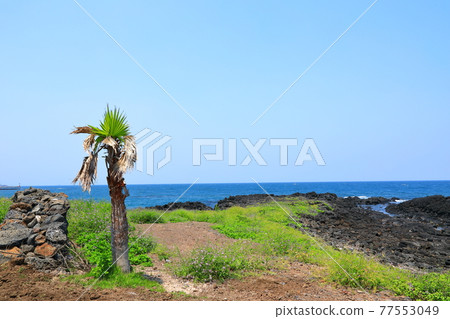 Jeju Island coast, seaside, large island, palm trees, poppies, flowers, Jeju Island coast, seaside, large island, palm trees, poppies, flowers, 77553049