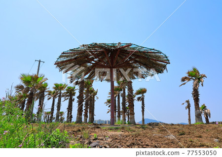 Jeju Island coast, seaside, large island, palm trees, poppies, flowers, Jeju Island coast, seaside, large island, palm trees, poppies, flowers, 77553050