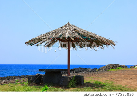 Jeju Island coast, seaside, large island, palm trees, poppies, flowers, 77553056