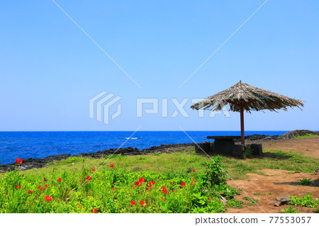 Jeju Island coast, seaside, large island, palm trees, poppies, flowers, Jeju Island coast, seaside, large island, palm trees, poppies, flowers, 77553057