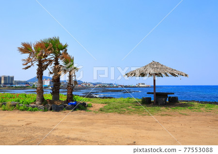 Jeju Island coast, seaside, large island, palm trees, poppies, flowers, 77553088