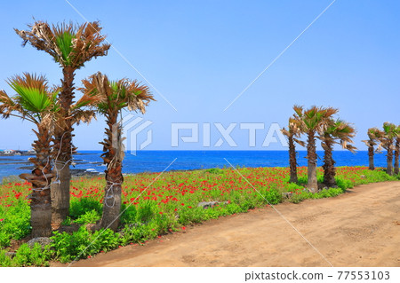 濟州島海岸，海灘，大島，棕櫚樹，罌粟，鮮花， 77553103
