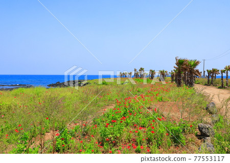 濟州島海岸,海灘,大島,棕櫚樹,罌粟,鮮花, 濟州島海岸,海灘,大島,棕櫚樹,罌粟,鮮花, 77553117