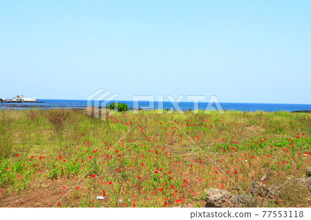 Jeju Island coast, seaside, large island, palm trees, poppies, flowers, Jeju Island coast, seaside, large island, palm trees, poppies, flowers, 77553118