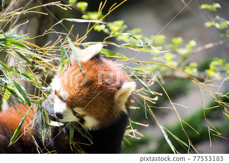 小熊貓吃竹子 77553183