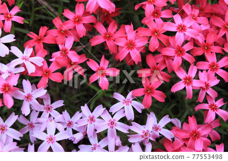 [Hokkaido] Moss phlox 77553498