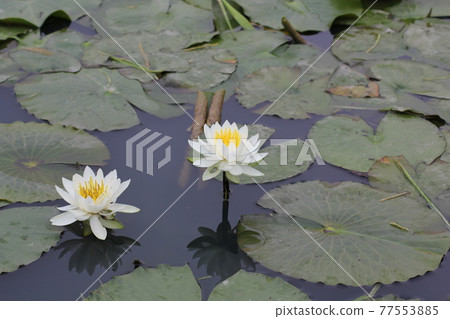 Water lily Water lily 77553885