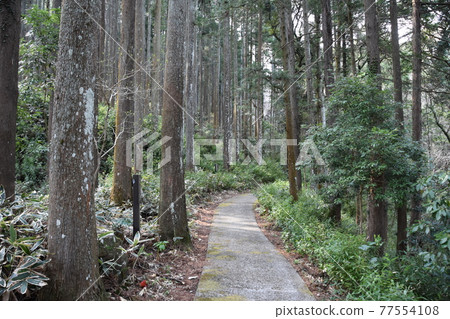 Shotaiji Koen surrounded by cedar forest Shotaiji Koen surrounded by cedar forest 77554108