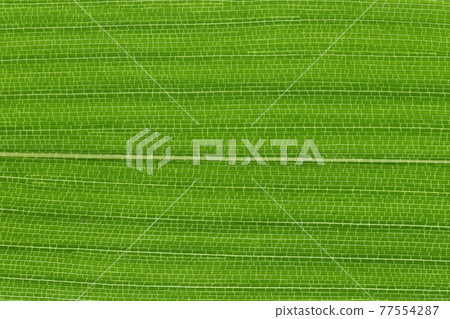 Bamboo companion, medake (female bamboo) leaves and veins Bamboo companion, medake (female bamboo) leaves and veins 77554287