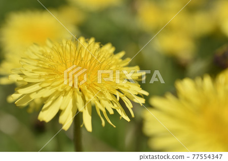  Dandelion 77554347