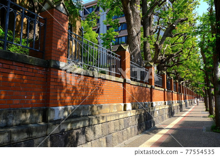Hongo-dori sidewalk along the University of Tokyo Hongo-dori sidewalk along the University of Tokyo 77554535