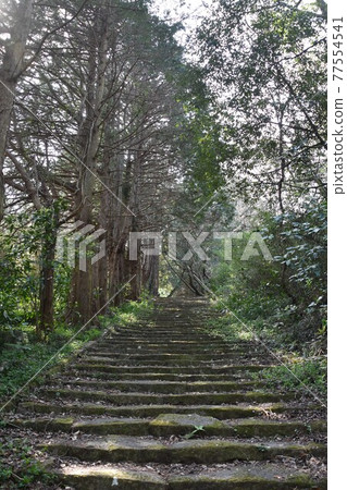 Shotaiji Koen surrounded by cedar forest Shotaiji Koen surrounded by cedar forest 77554541