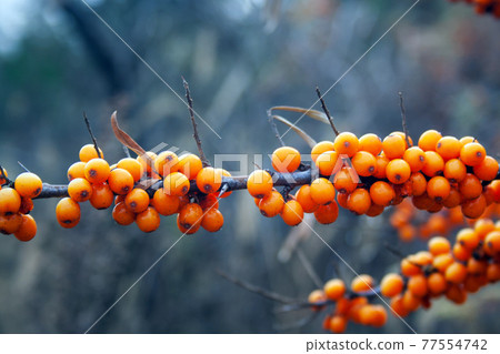 Sea buckthorn berries 77554742