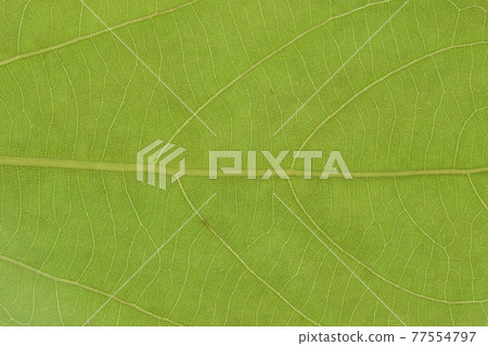 常綠喬木Neolitsea sericea（白鴨）的幼葉和葉脈 77554797