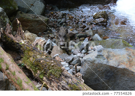 A wild boar that has swam across the torrent of Tanigawa notices that there is a person and is sitting down 77554826