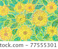 Sunflower sunflower 77555301