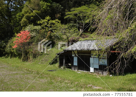 Barn and azalea 77555781