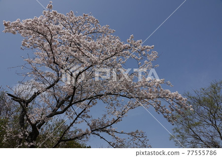 櫻花盛開 77555786