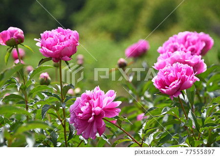 牡丹牡丹（Shaku） 77555897