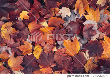 fall maple leaves background fall maple leaves background 77556026