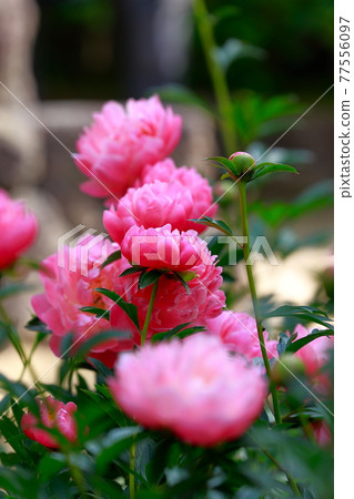 Peony of Yushien Peony of Yushien 77556097