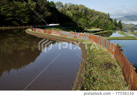 Paddy field scenery before rice planting Morning water mirror Paddy field scenery before rice planting Morning water mirror 77556110