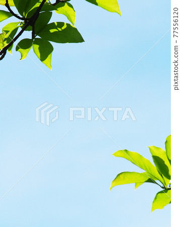Refreshing blue sky and green Refreshing blue sky and green 77556120