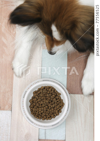 Sheltie,一隻盯著狗糧的寵物狗 Sheltie,一隻盯著狗糧的寵物狗 77556525