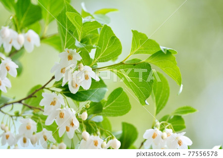 White flowers of Egonoki 77556578