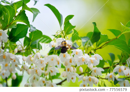 安息香白花和木蜂 77556579
