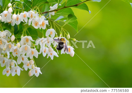 安息香白花和木蜂 77556580