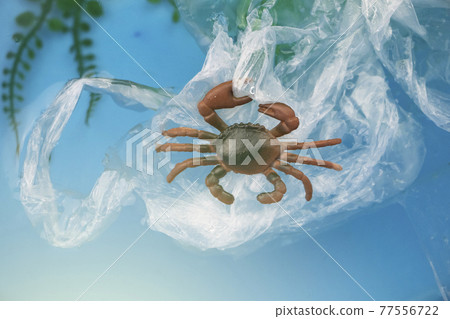 Small crab entangled in a plastic bag. Plastic pollution of the oceans. Ecology and environment protection concept 77556722