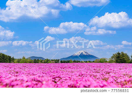 富士柴葉櫻花節 77556831