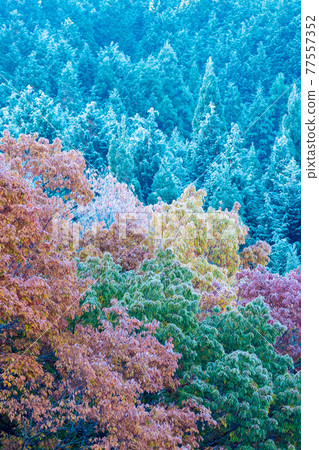 Frost that fell on the forest due to radiative cooling (around Lake Onbara) 77557352
