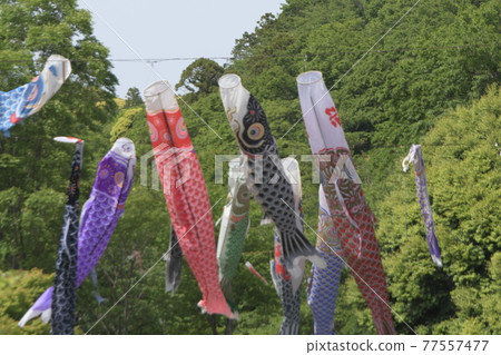 鯉魚旗鎌倉中央公園 鯉魚旗鎌倉中央公園 77557477