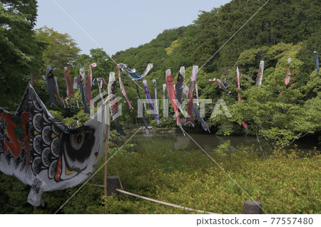 鯉魚旗鎌倉中央公園 鯉魚旗鎌倉中央公園 77557480