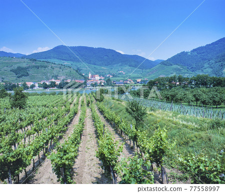 Vineyards along the Donau River in the Wachau Valley, Austria 77558997