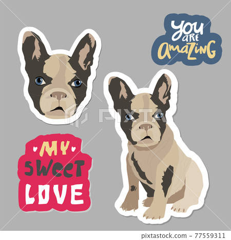 French bulldog head isolated on white background. Vector illustration 77559311