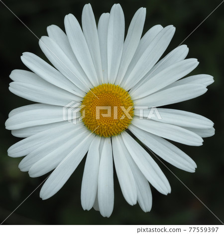 沙斯塔黛西 77559397