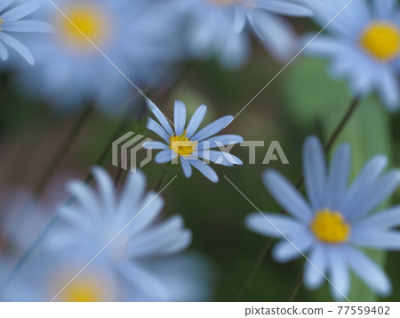 藍色雛菊 77559402