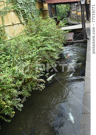 小川鯉魚 77559771