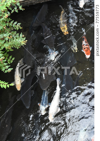 水路的鯉魚 77559773