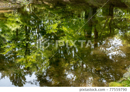 新綠樹水鏡 新綠樹水鏡 77559790