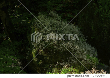 Yukinoshita blooming on the rocks of the Hinozawa River in Chichibu Yukinoshita blooming on the rocks of the Hinozawa River in Chichibu 77559960