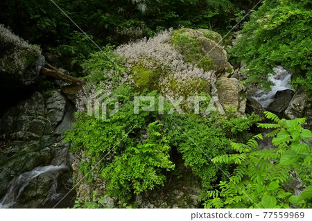 秩父日野澤川的岩石上盛開的雪之下 秩父日野澤川的岩石上盛開的雪之下 77559969