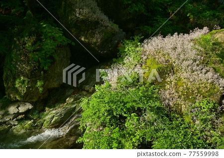 秩父日野澤川的岩石上盛開的雪之下 秩父日野澤川的岩石上盛開的雪之下 77559998