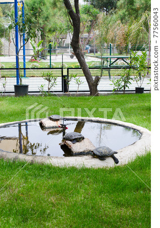 Turtles in a small decorative pond, among green lawn grass. Turtles in a small decorative pond, among green lawn grass. 77560043